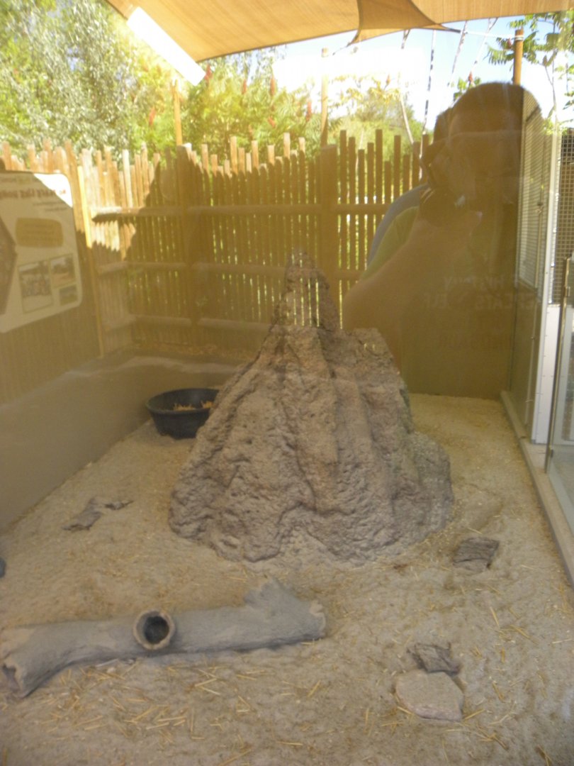 Sep. 2019 - Meerkat Manor - Indoor Exhibit