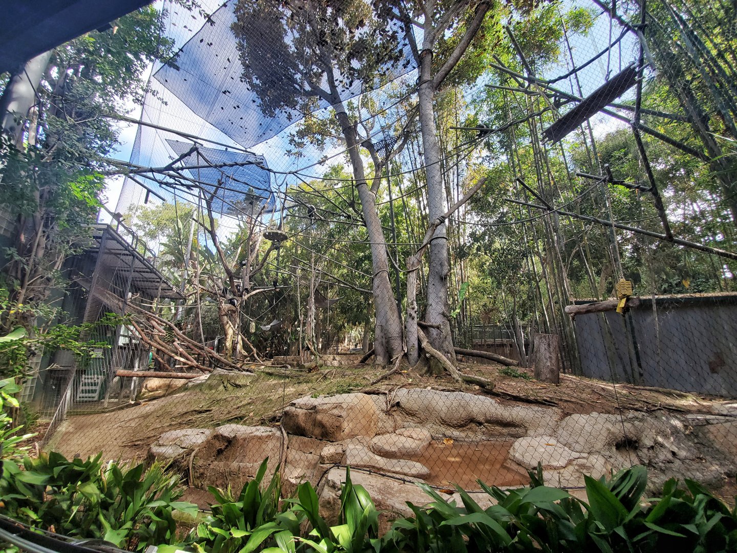 Sep. 2019 - Monkey Trails & Forest Tales - Angolan Colobus Exhibit (Bottom View)
