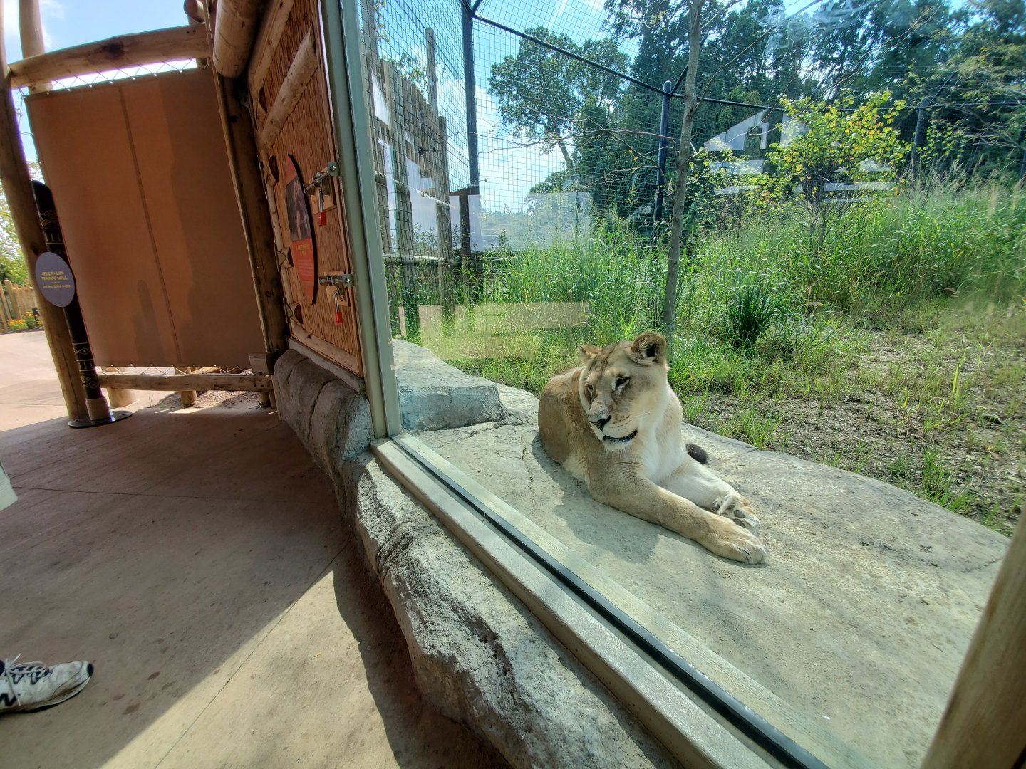 Sep. 2019 - New! Pride of Africa - Lion Exhibit