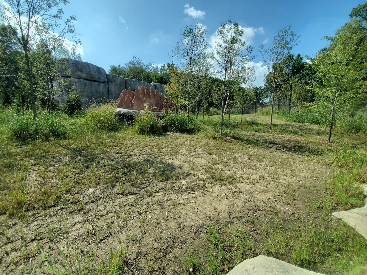 Sep. 2019 - New! Pride of Africa - Lion Exhibit