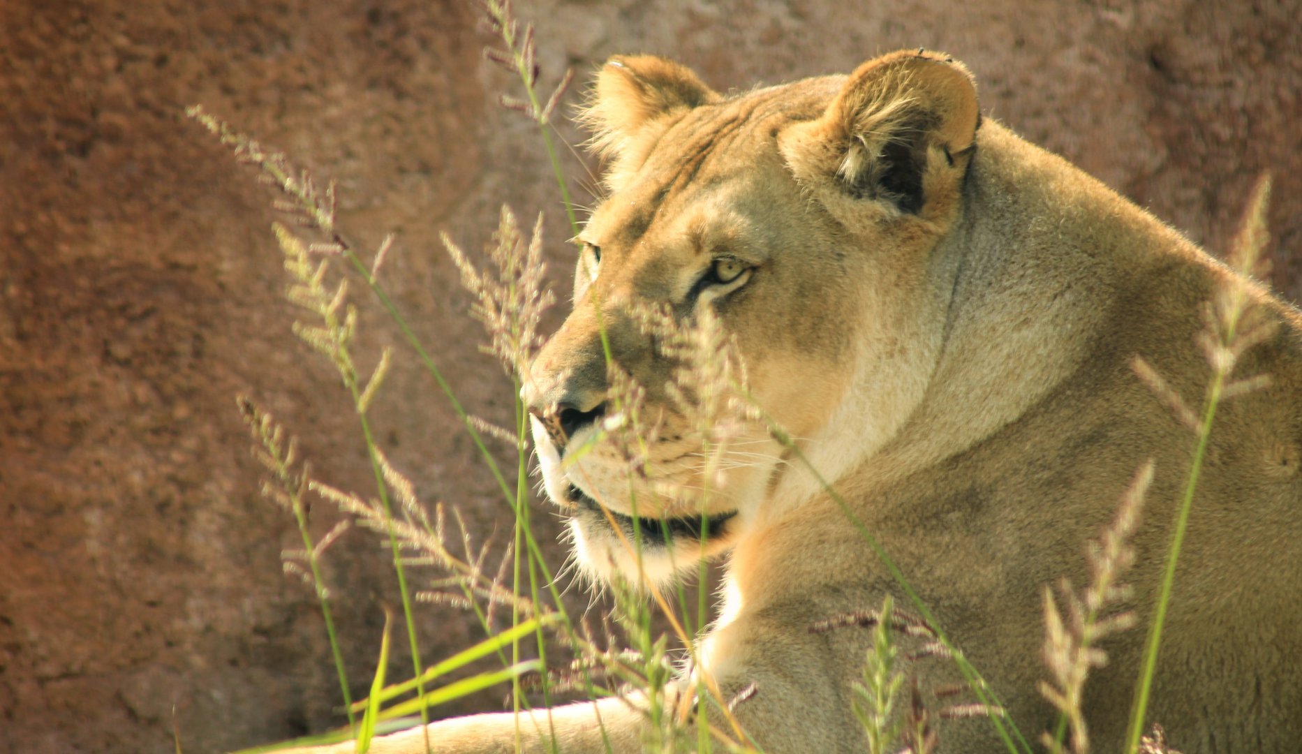 Sep. 2019 - New! Pride of Africa - Mandisa