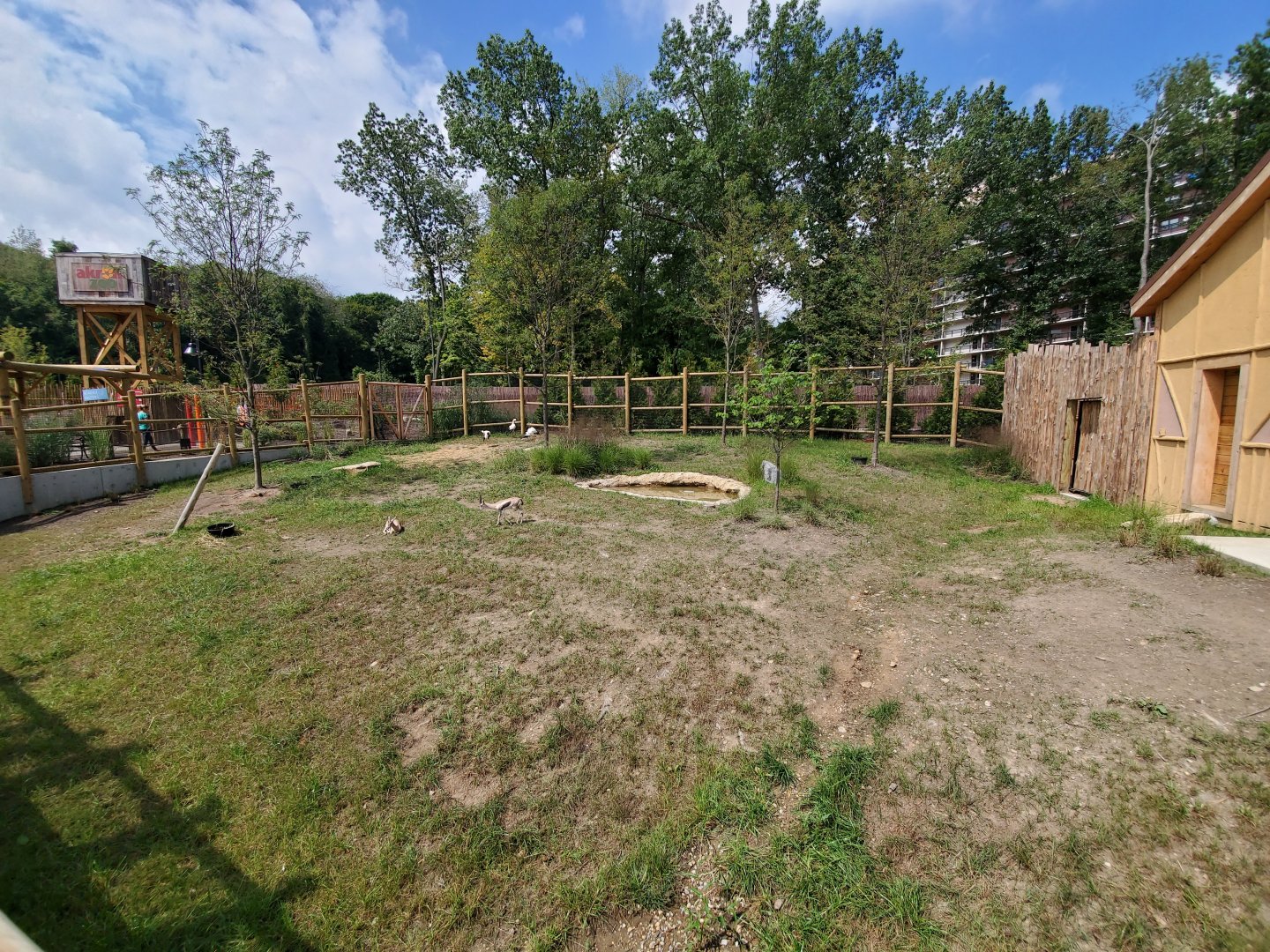 Sep. 2019 - New! Pride of Africa - Speke's Gazelle/White Stork/Kenyan Crested Guineafowl Exhibit