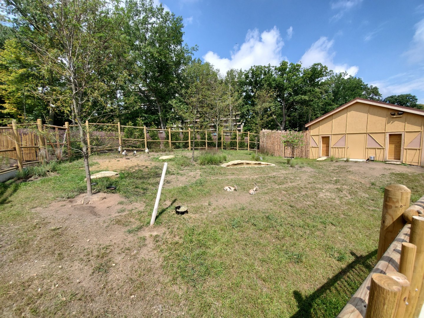 Sep. 2019 - New! Pride of Africa - Speke's Gazelle/White Stork/Kenyan Crested Guineafowl Exhibit