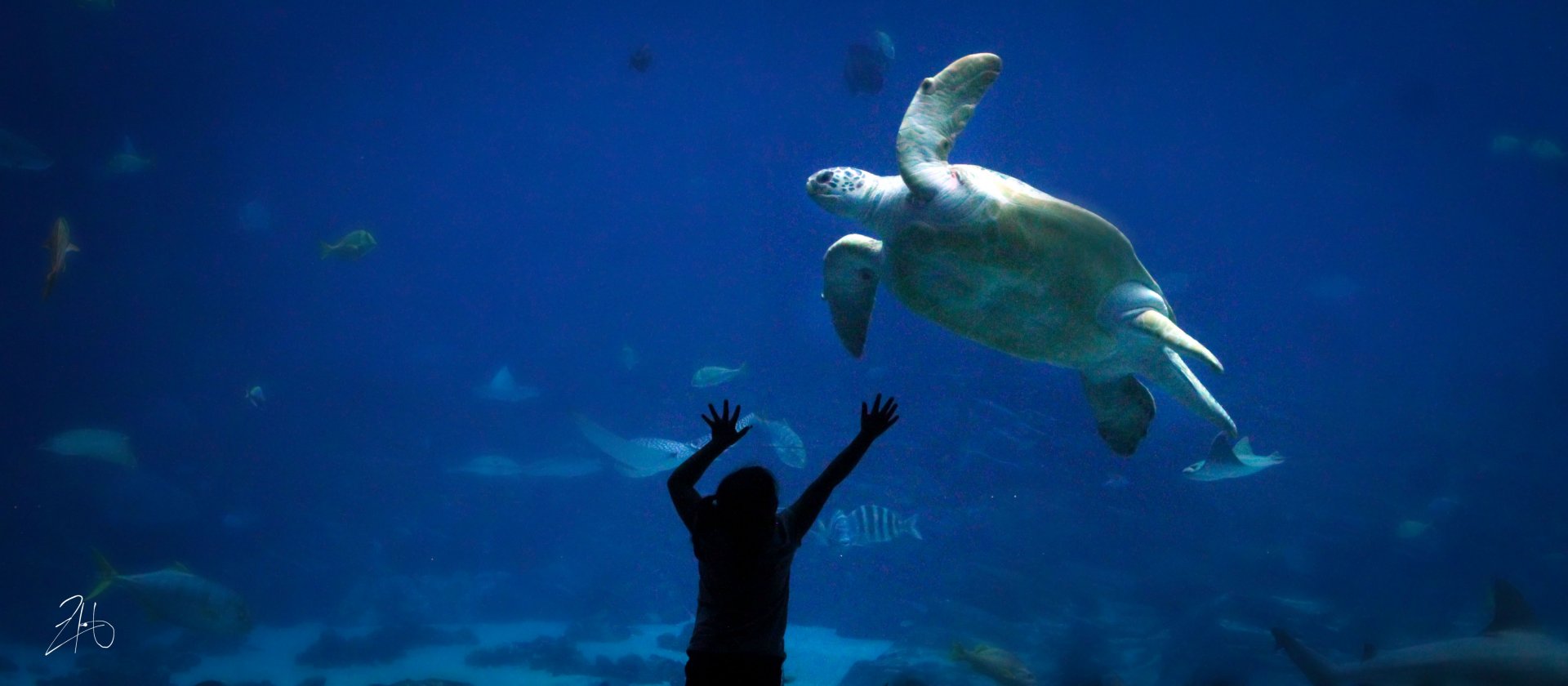 Sep. 2019 - Ocean Voyager - Green Sea Turtle