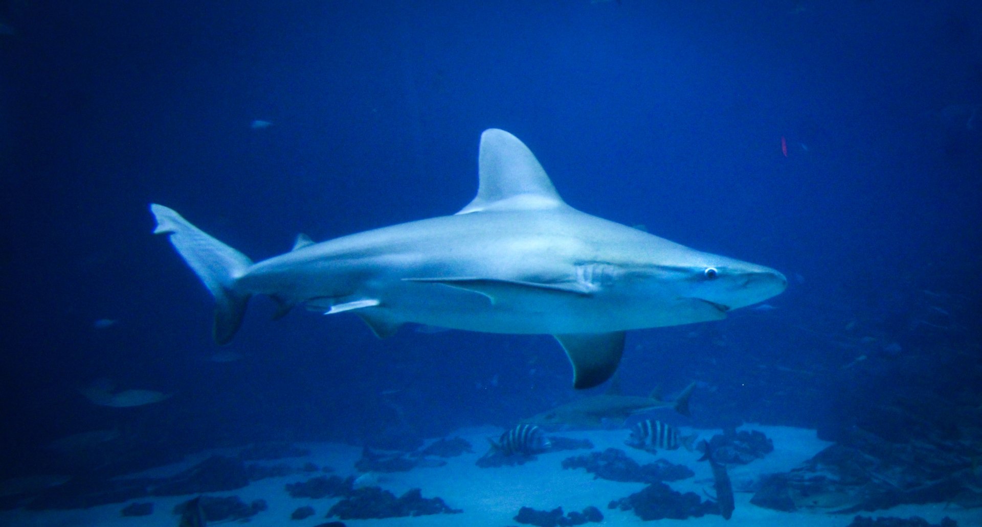 Sep. 2019 - Ocean Voyager - Sandbar