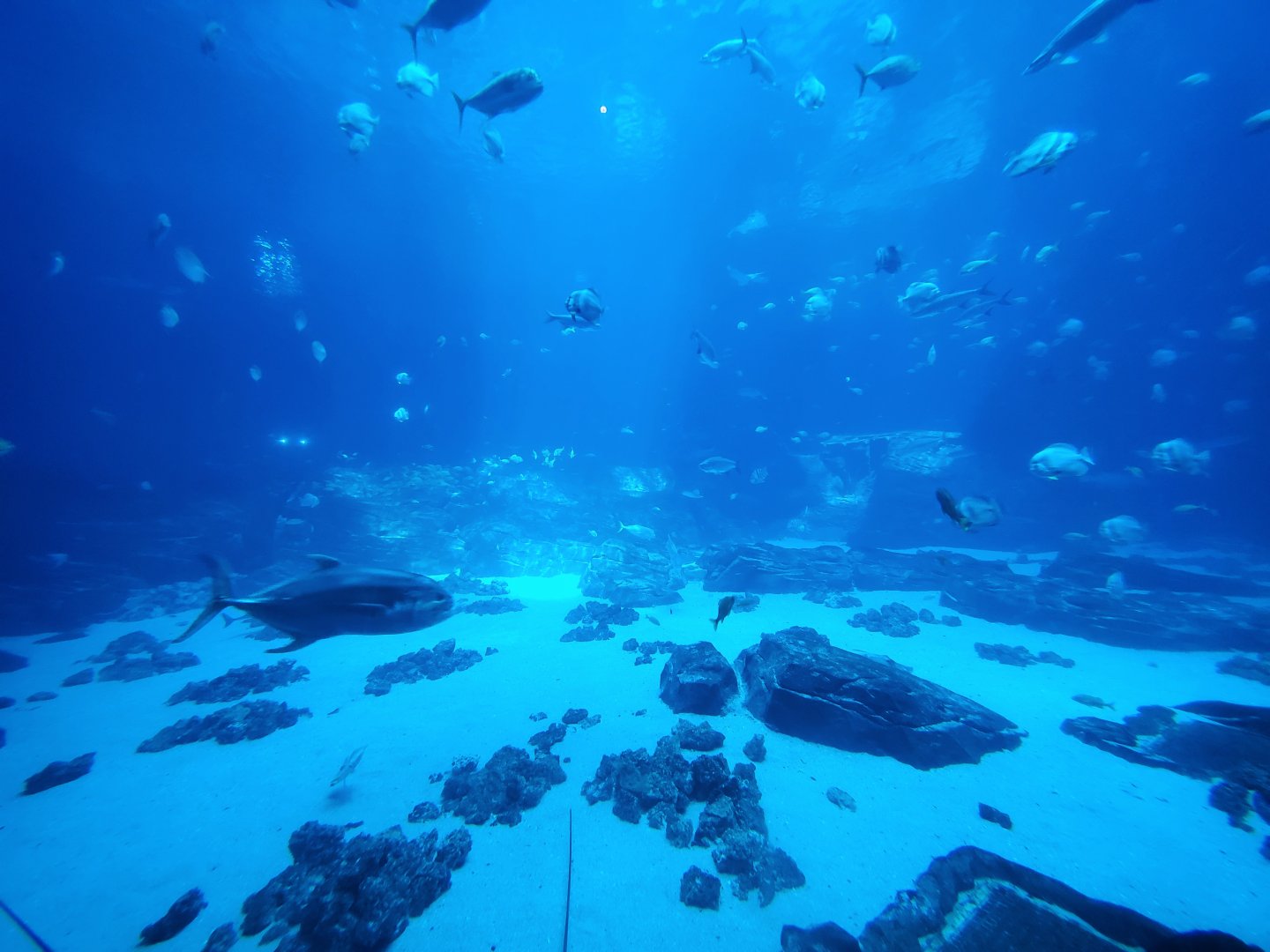 Sep. 2019 - Ocean Voyager - Viewing Before Entrance