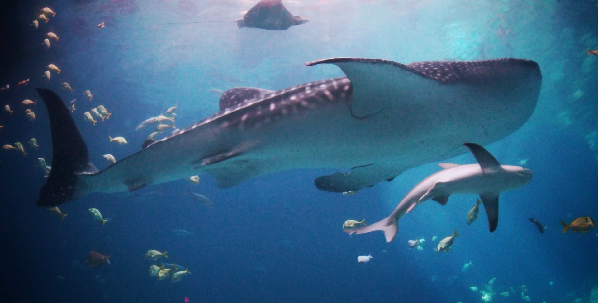 Sep. 2019 - Ocean Voyager - Whale Shark & Sandbar