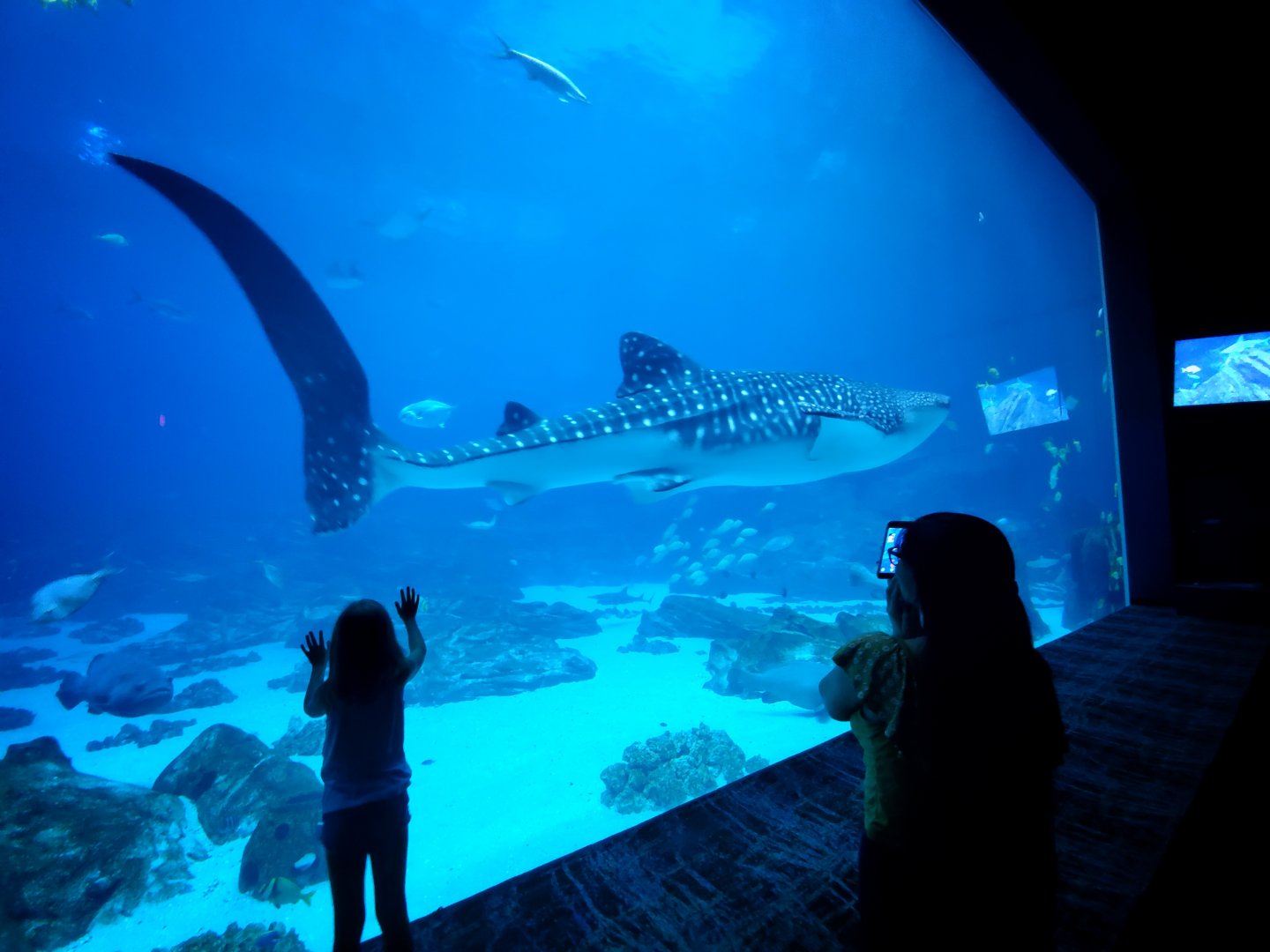 Sep. 2019 - Ocean Voyager - Whale Shark