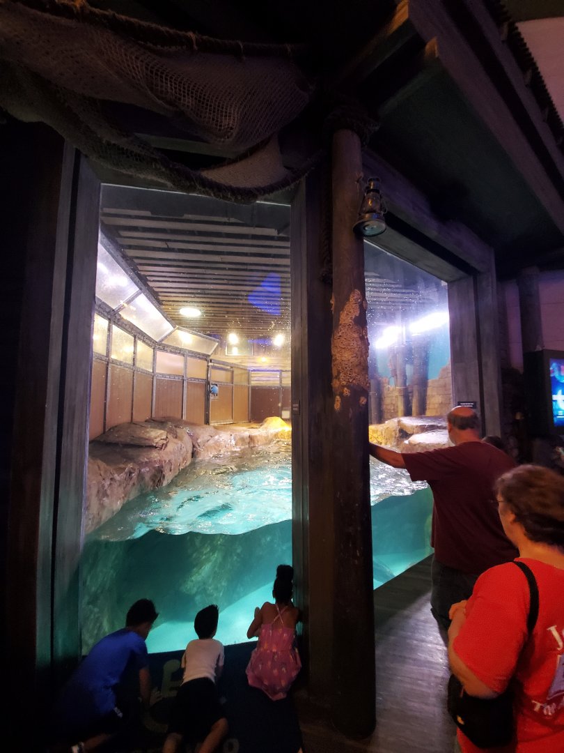 Sep. 2019 - Pier 225 - Sea Lion/Seal Exhibit