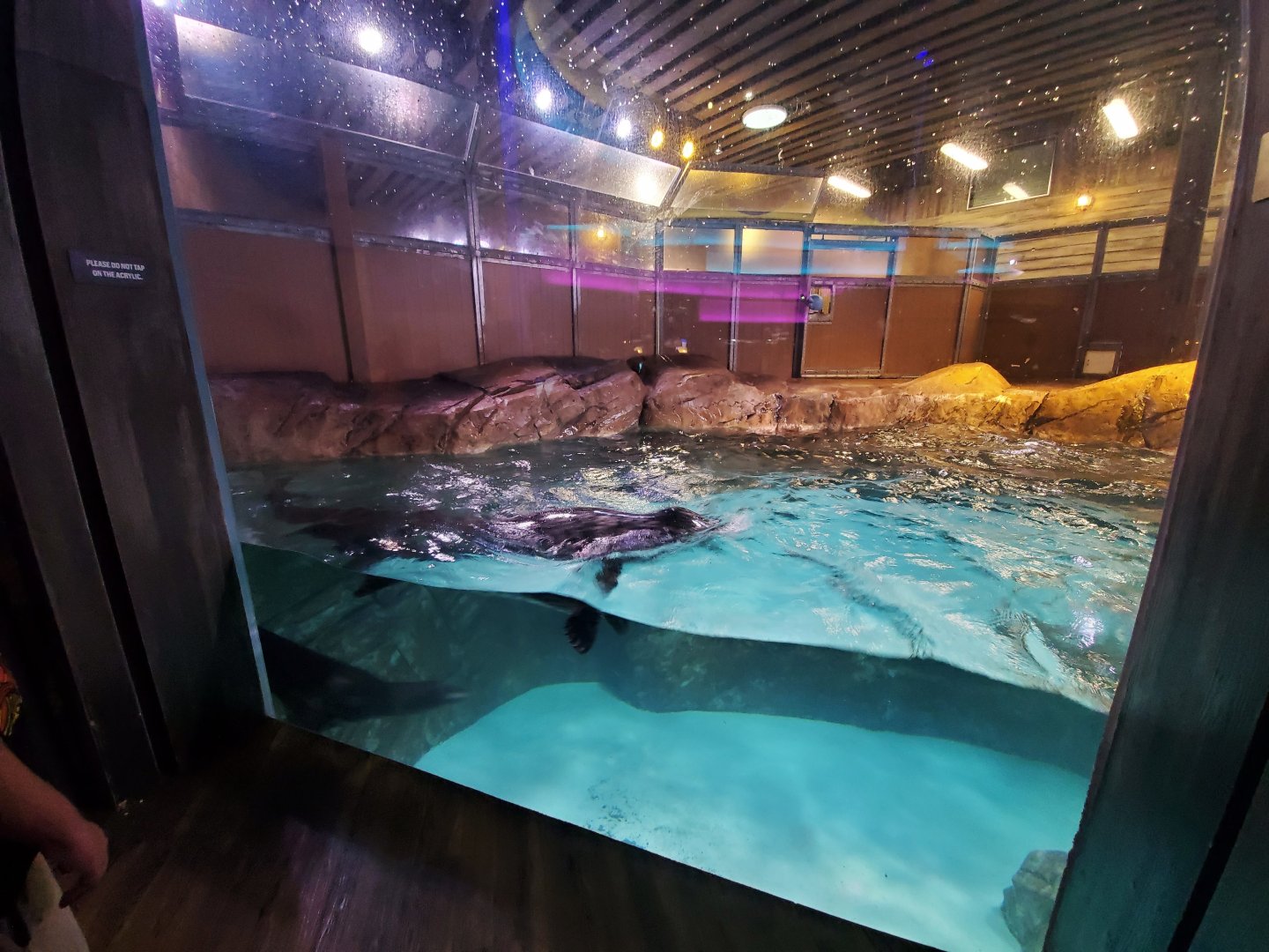 Sep. 2019 - Pier 225 - Sea Lion/Seal Exhibit