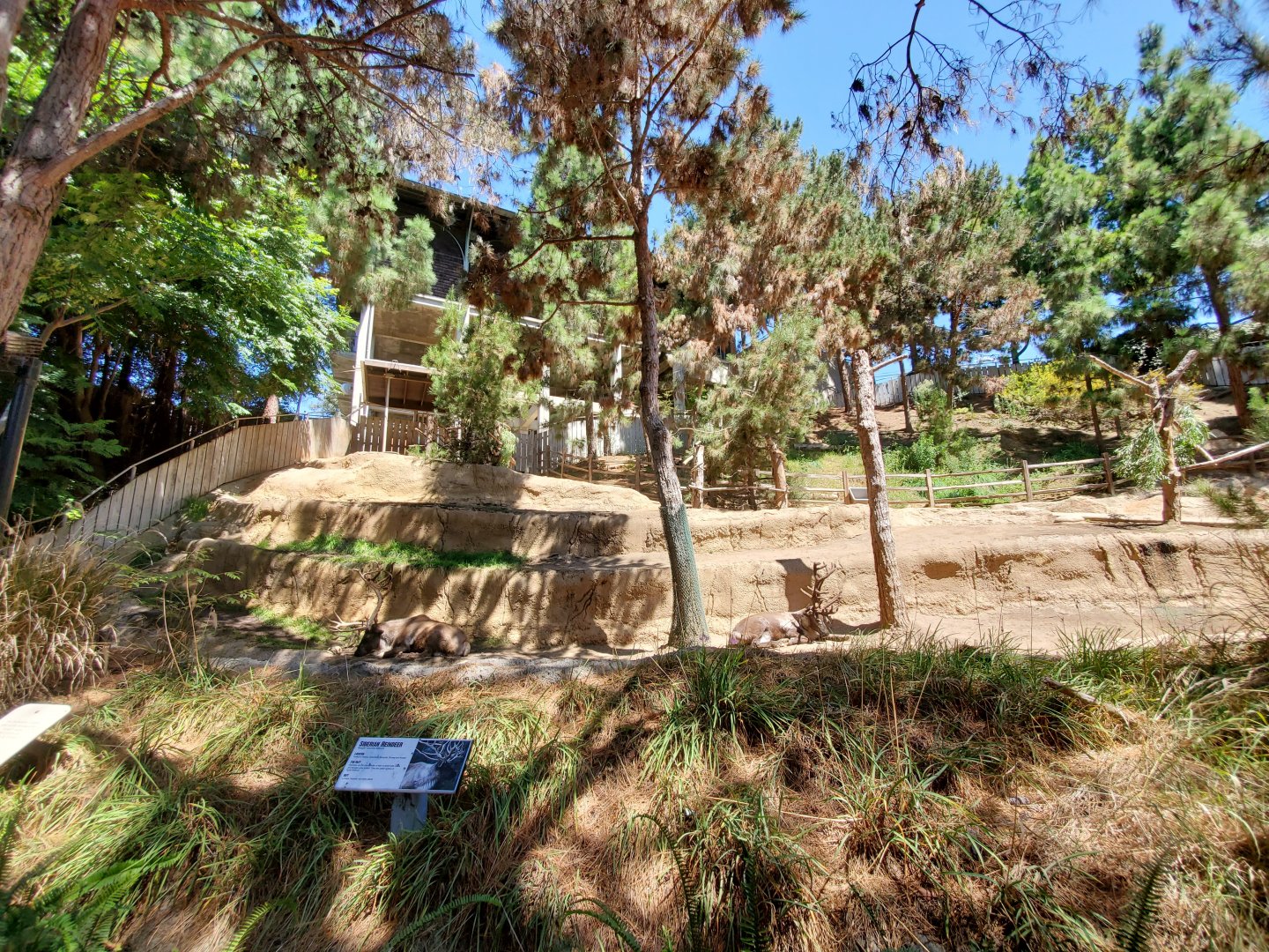 Sep. 2019 - Polar Bear Plunge - Siberian Reindeer Exhibit