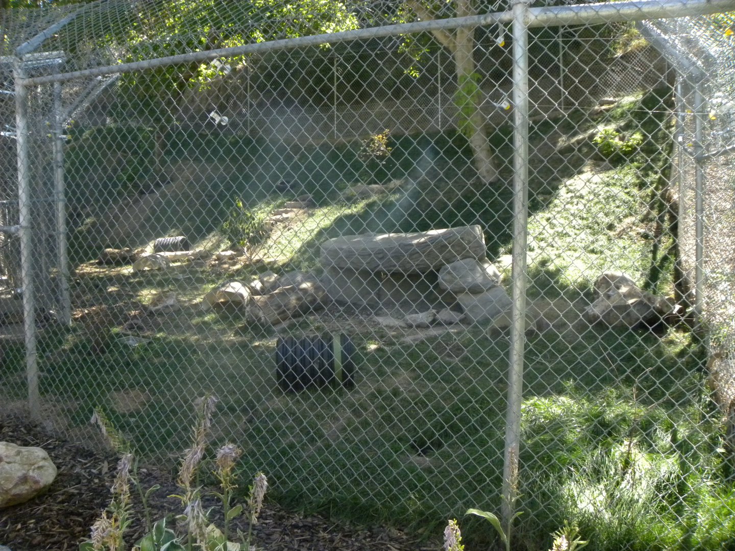 Sep. 2019 - Red Fox Exhibit