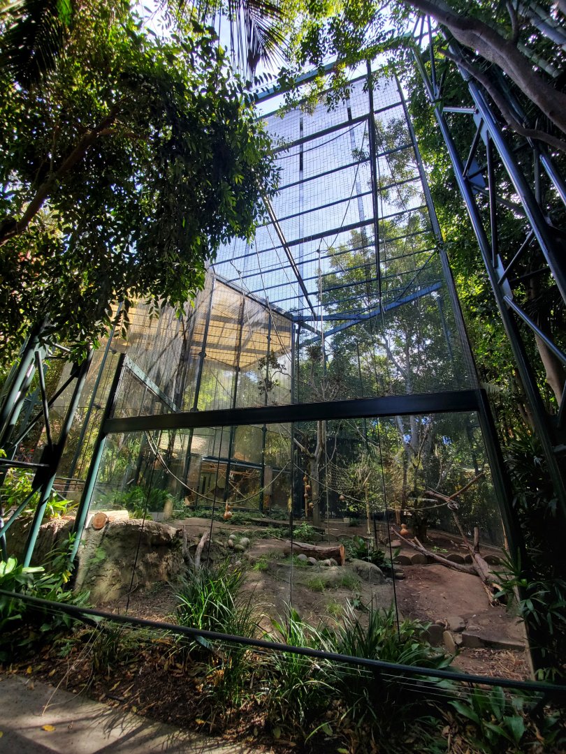 Sep. 2019 - Sun Bear Forest - Francois' Langur Outdoor Exhibit