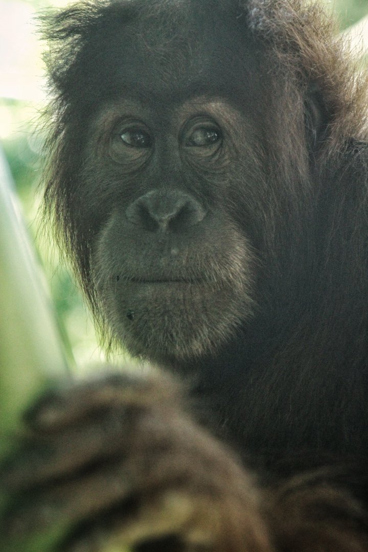 Sep. 2019 - The Lost Forest - Absolutely Apes - Aisha