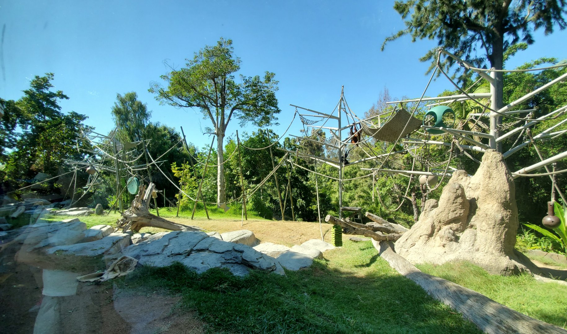Sep. 2019 - The Lost Forest - Absolutely Apes - Orangutan/Siamang Exhibit