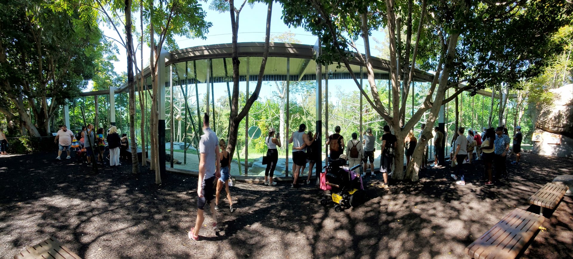 Sep. 2019 - The Lost Forest - Absolutely Apes - Orangutan/Siamang Viewing Panorama