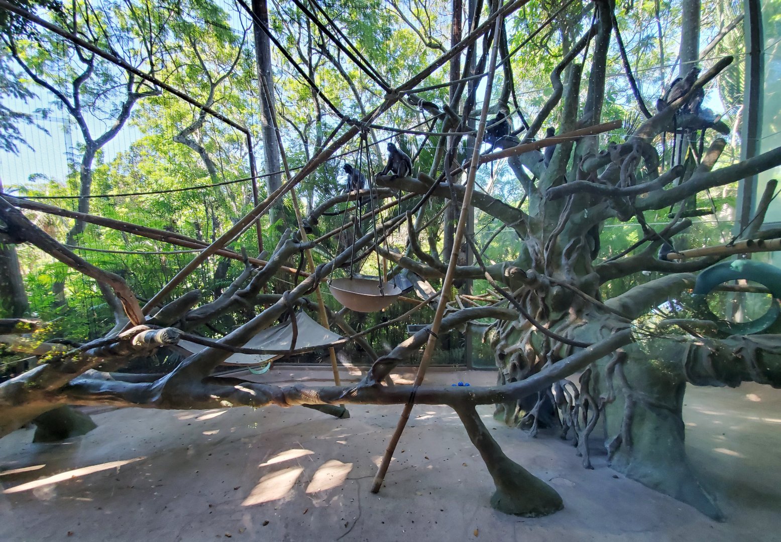 Sep. 2019 - The Lost Forest - Absolutely Apes - Silvered Langur Exhibit