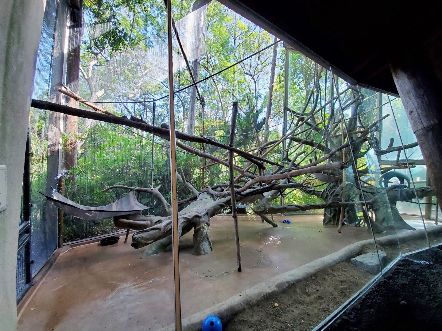 Sep. 2019 - The Lost Forest - Absolutely Apes - Silvered Langur Indoor Exhibit