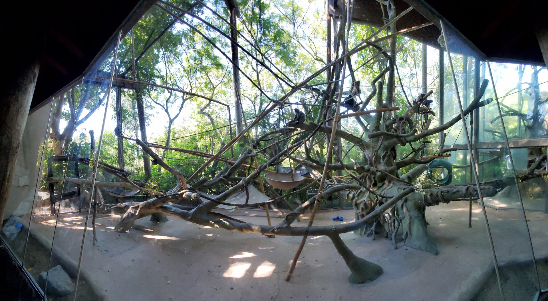 Sep. 2019 - The Lost Forest - Absolutely Apes - Slivered Langur Exhibit