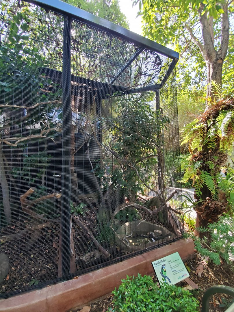 Sep. 2019 - The Lost Forest - Australasia Aviaries - Fire-tufted Barbet Exhibit