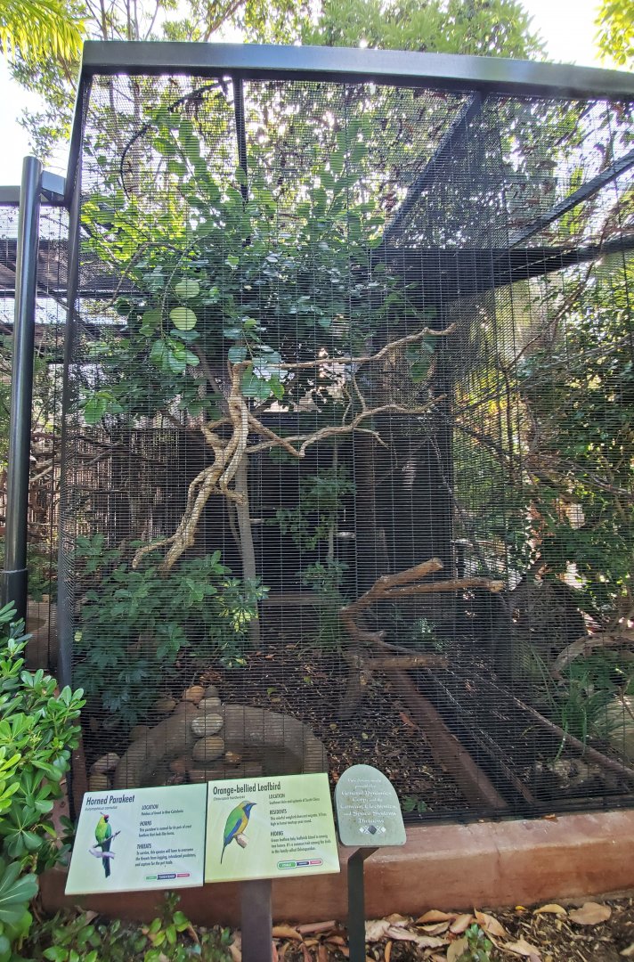 Sep. 2019 - The Lost Forest - Australasia Aviaries - Horned Parakeet/Orange-bellied Leafbird Exhibit