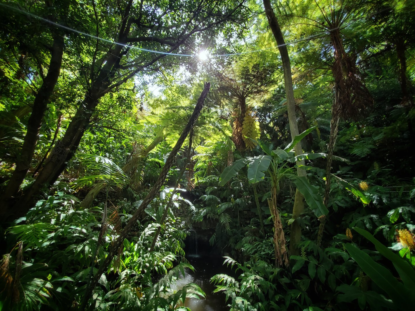 Sep. 2019 - The Lost Forest - Fern Canyon (Entrance to Absolutely Apes)