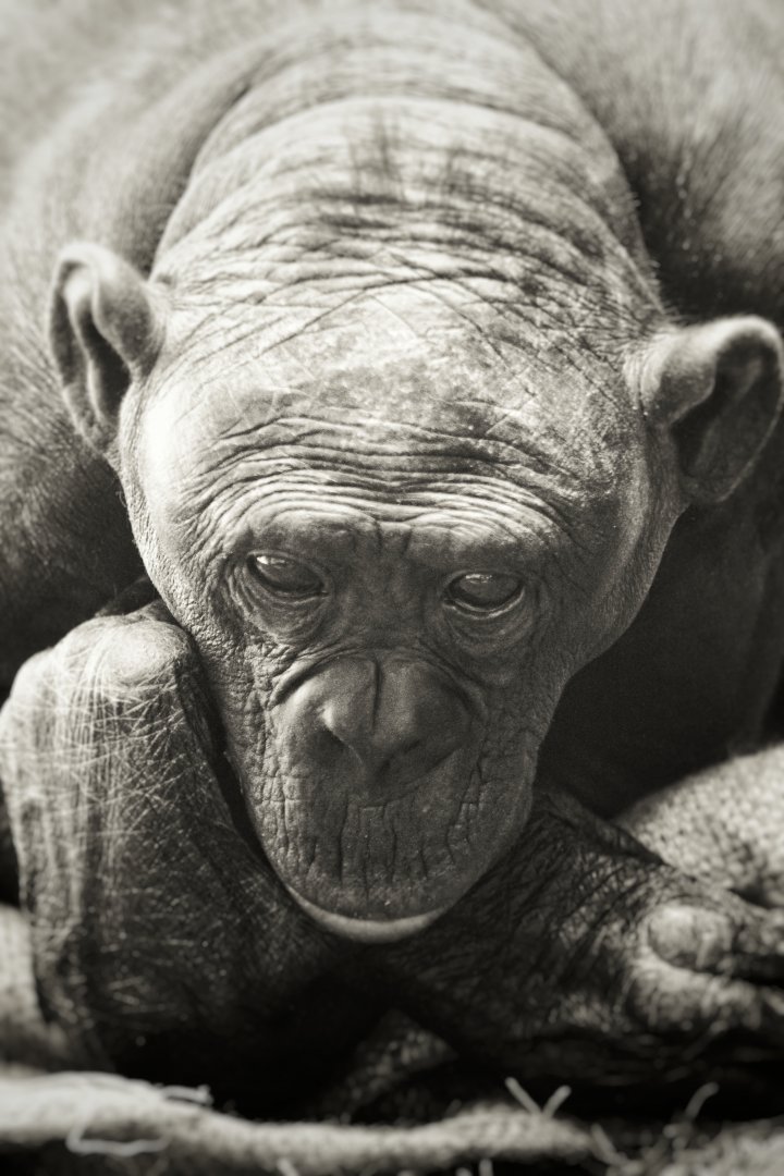 Sep. 2019 - The Lost Forest - Gorilla Tropic - Bonobo