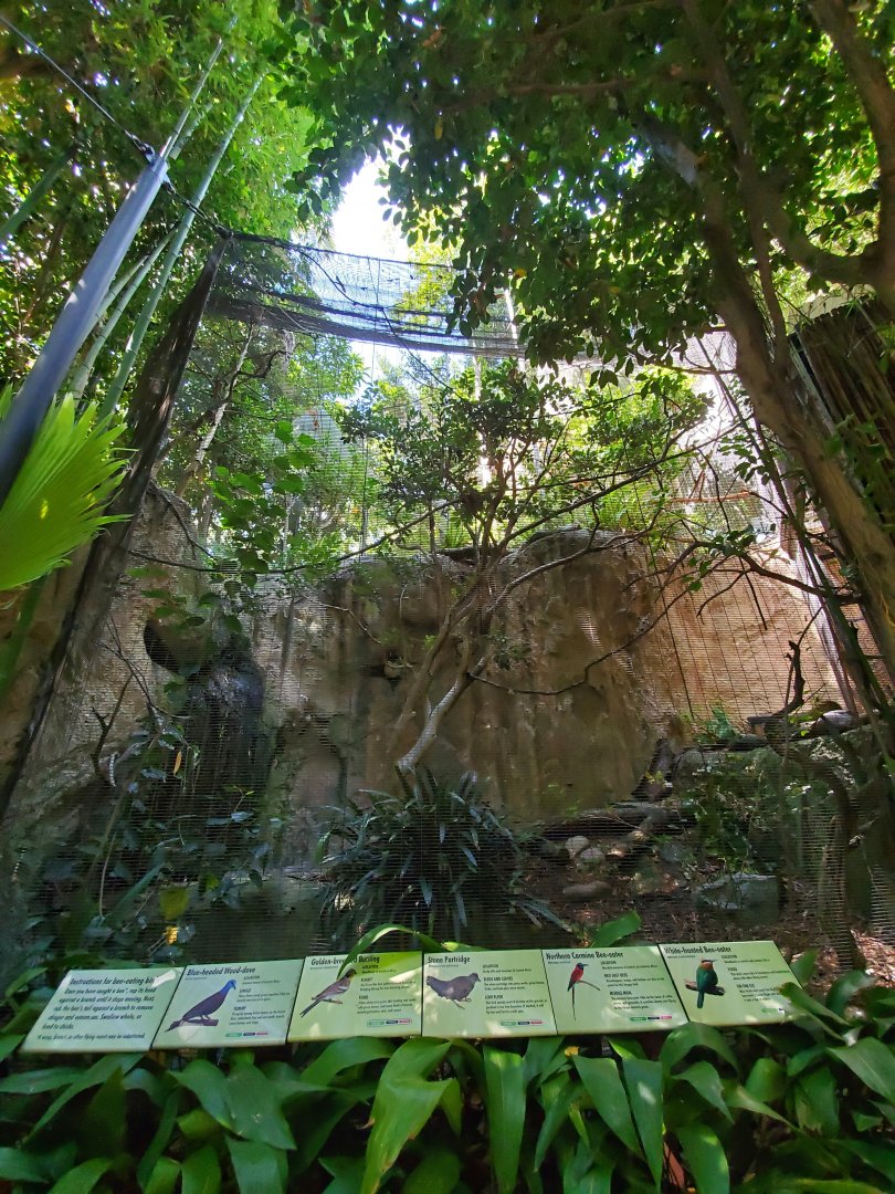 Sep. 2019 - The Lost Forest - Gorilla Tropics (5 Species Aviary)
