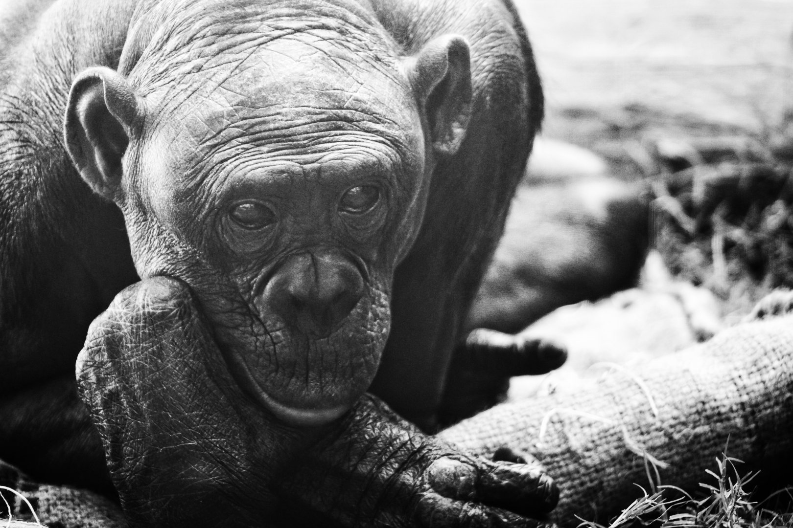 Sep. 2019 - The Lost Forest - Gorilla Tropics - Bonobo