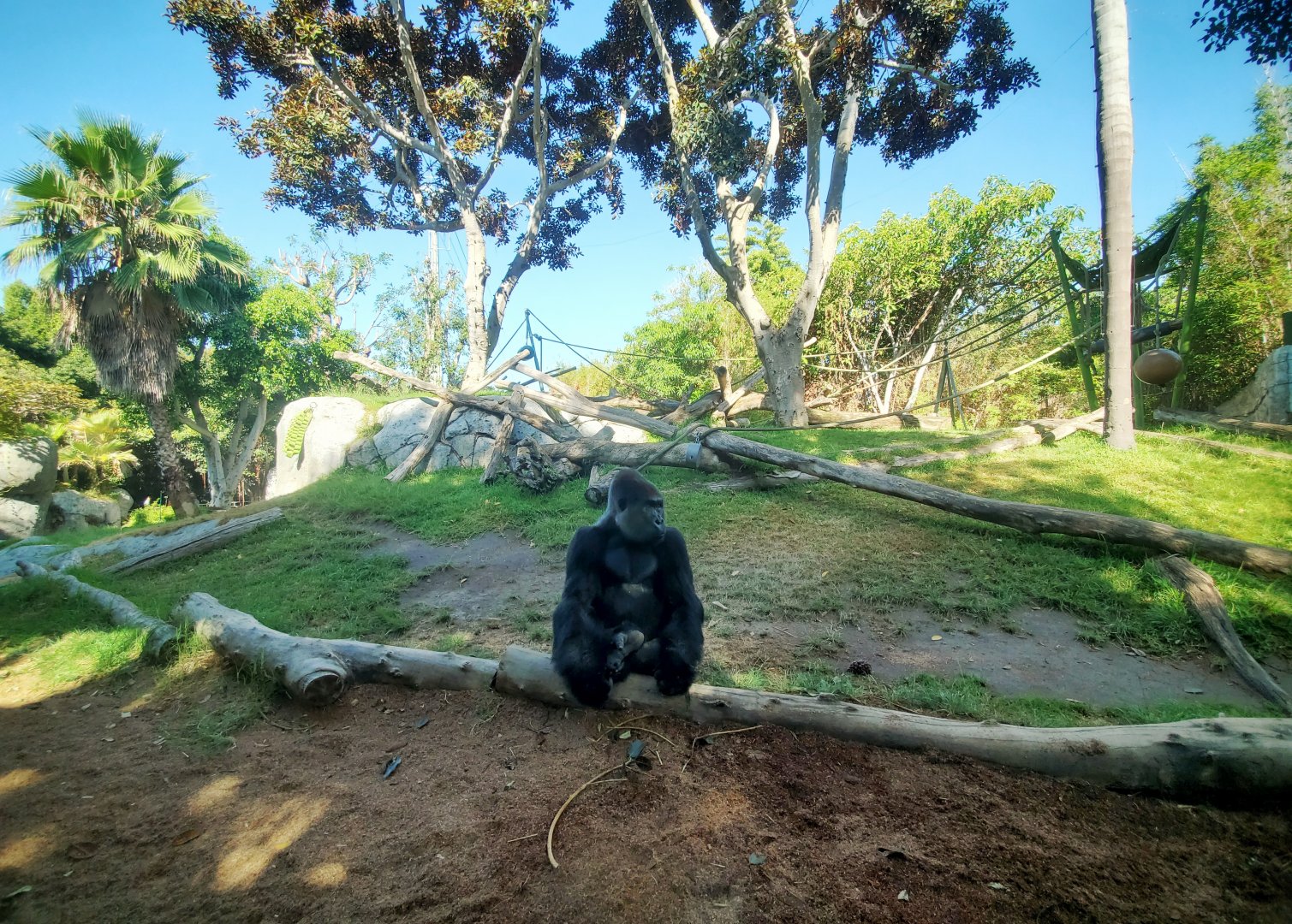 Sep. 2019 - The Lost Forest - Gorilla Tropics - Gorilla Exhibit