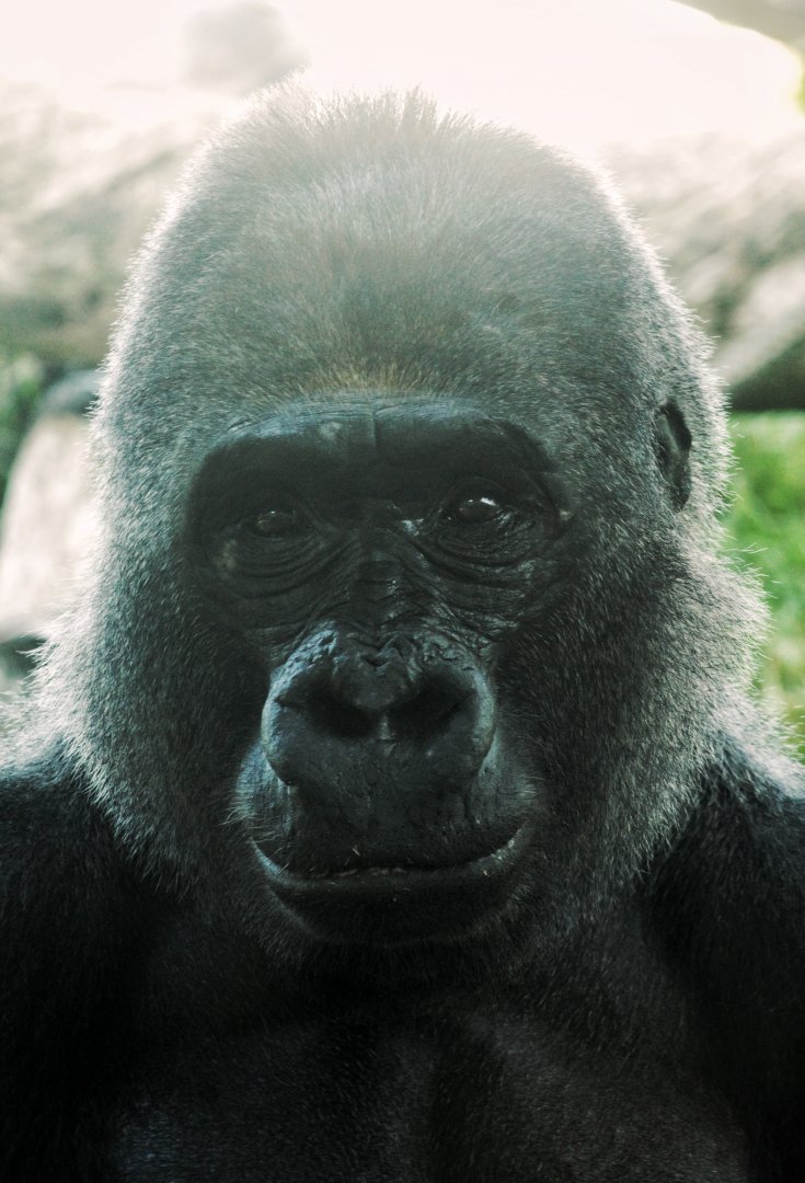 Sep. 2019 - The Lost Forest - Gorilla Tropics - Maka