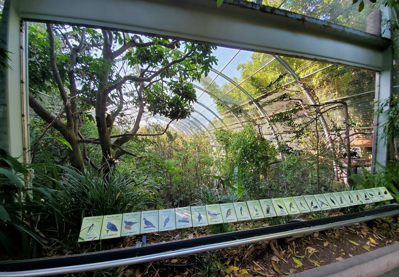 Sep. 2019 - The Lost Forest - Gorilla Tropics - Scripps Aviary [Closed Off]