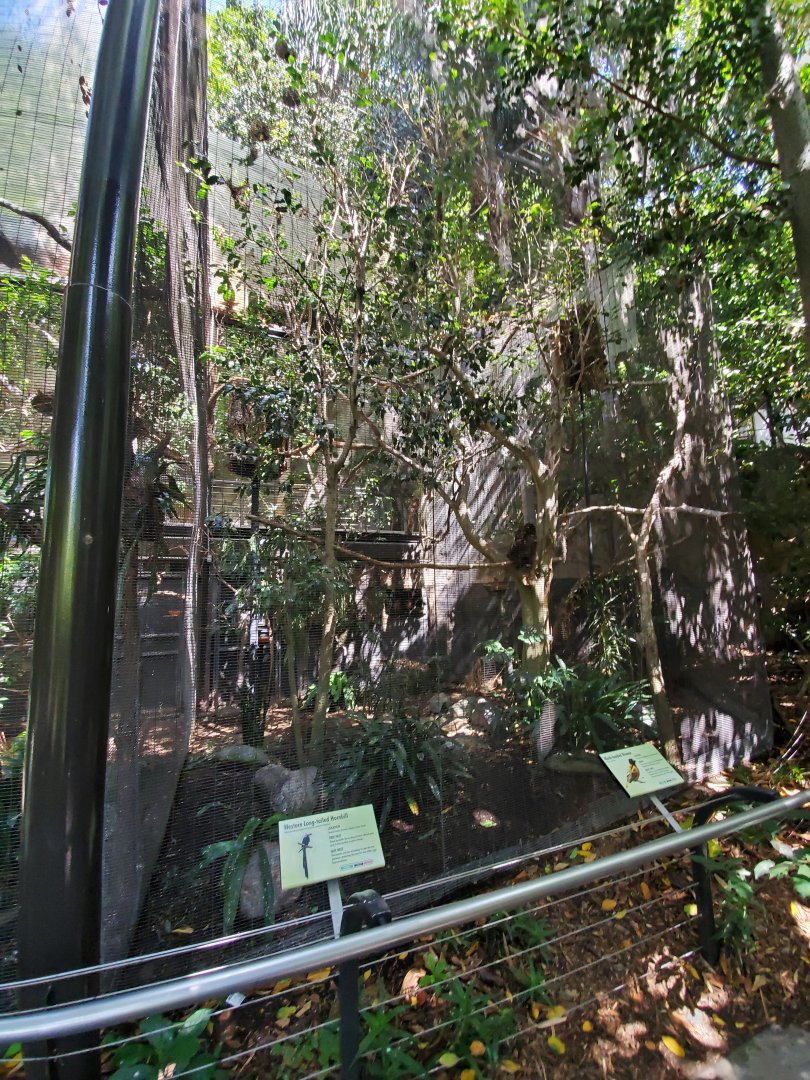 Sep. 2019 - The Lost Forest - Gorilla Tropics - Western Longtailed Hornbill/Black-headed Weaver Exhibit