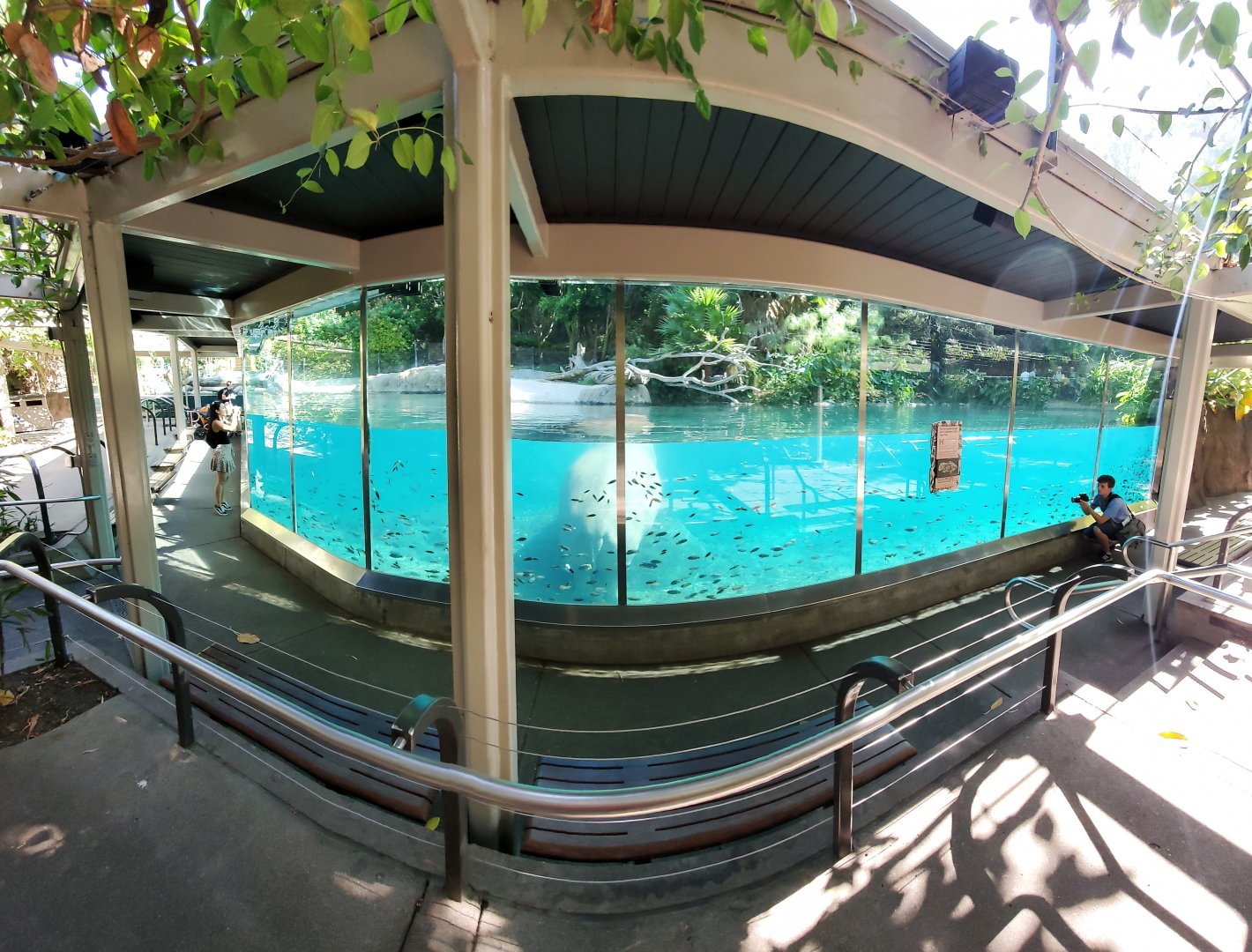 Sep. 2019 - The Lost Forest - Ituri Forest - Hippo Exhibit Panorama