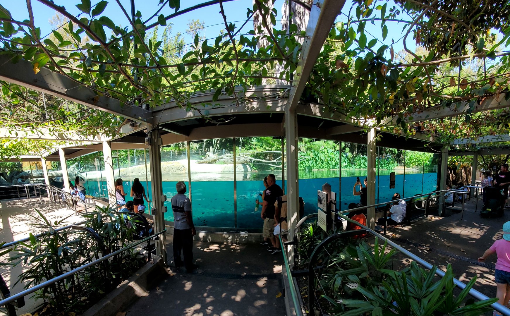 Sep. 2019 - The Lost Forest - Ituri Forest - Hippo Exhibit Panorama