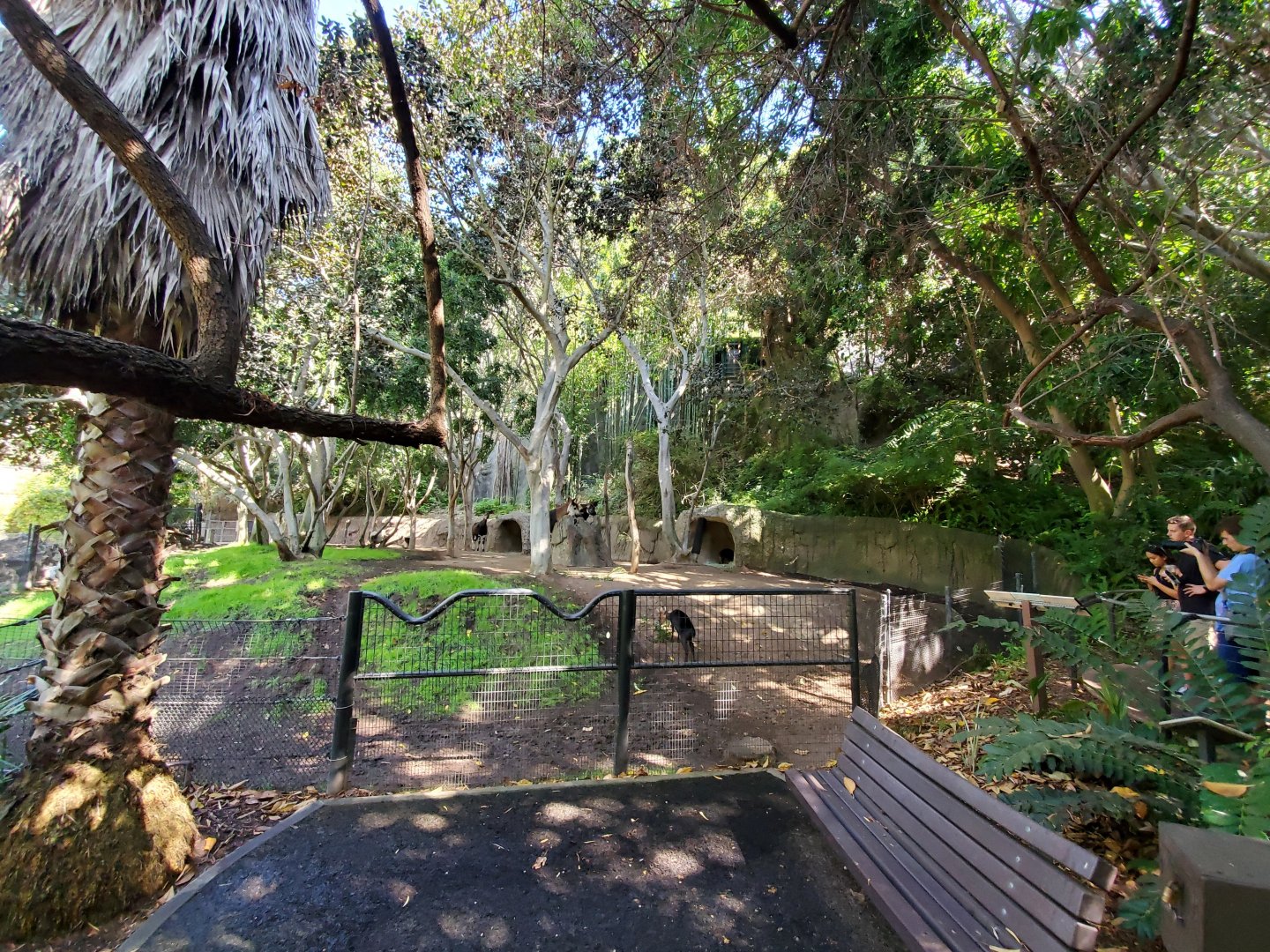 Sep. 2019 - The Lost Forest - Ituri Forest - Okapi/Black Duiker Exhibit