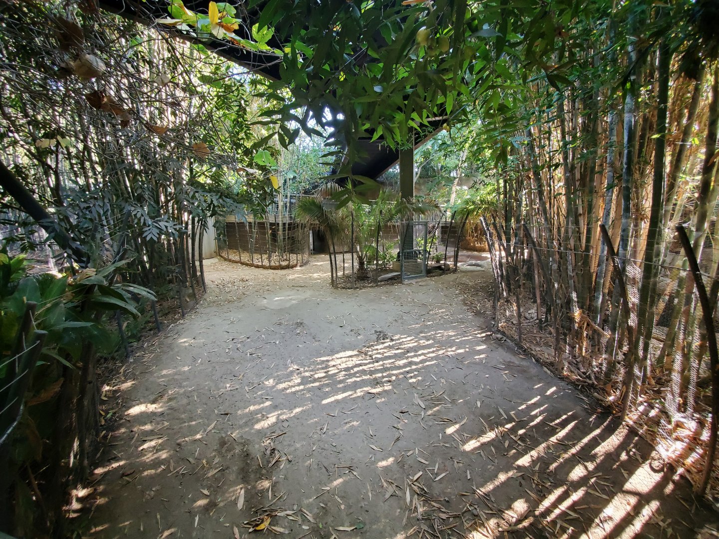 Sep. 2019 - The Lost Forest - Monkey Trails & Forest Tales - Babirusa Exhibit