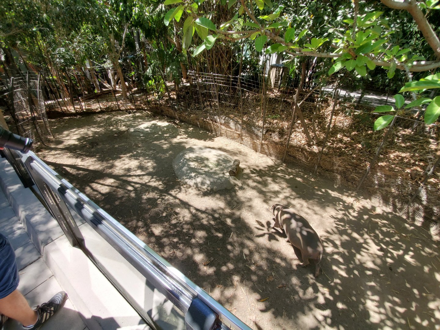 Sep. 2019 - The Lost Forest - Monkey Trails & Forest Tales - Babirusa Exhibit