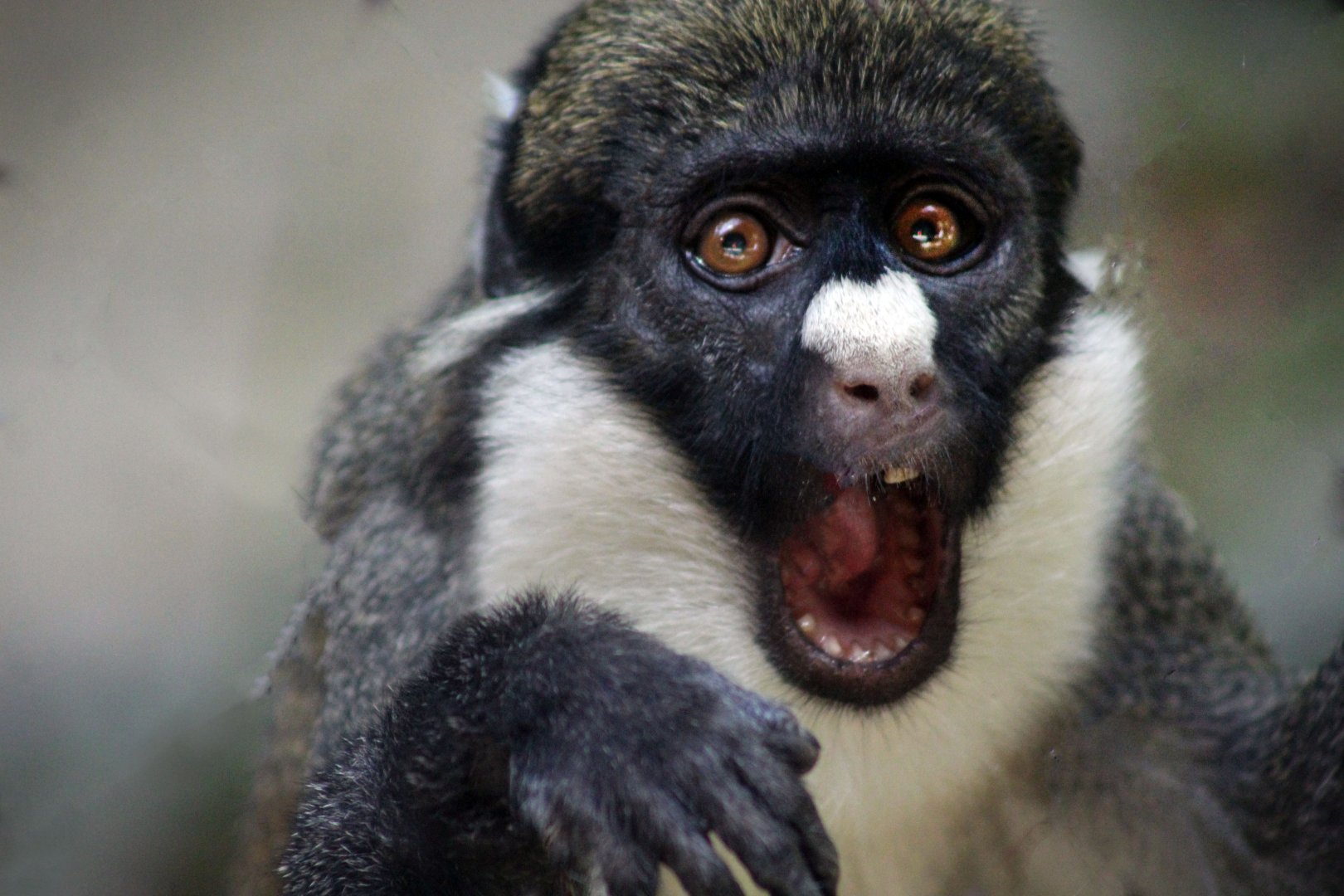 Sep. 2019 - The Lost Forest - Monkey Trails & Forest Tales - Spot-nosed Guenon