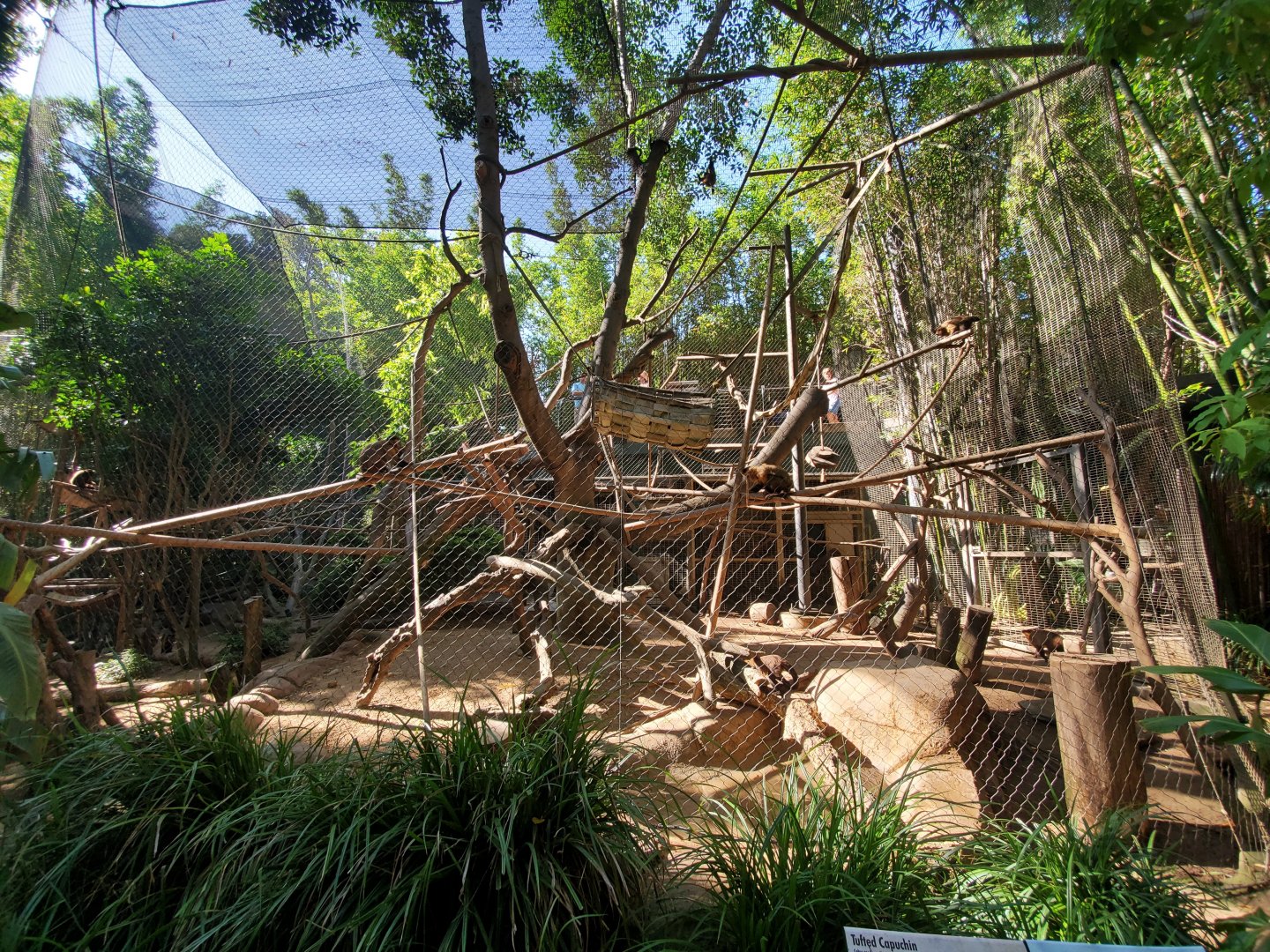 Sep. 2019 - The Lost Forest - Monkey Trails & Forest Tales - Tufted Capuchin Exhibit