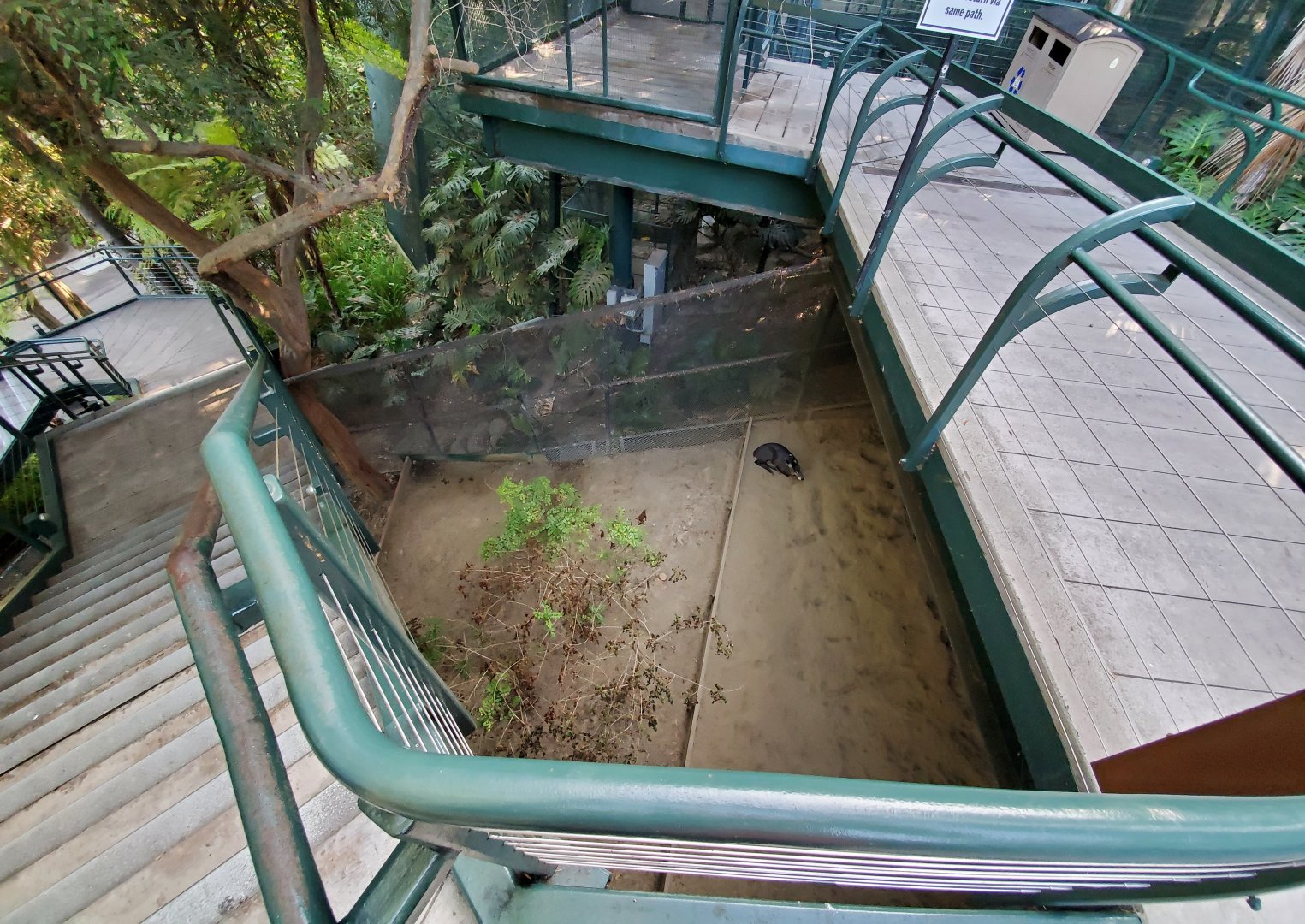 Sep. 2019 - The Lost Forest - Monkey Trails & Forest Tales - Tufted Deer Exhibit