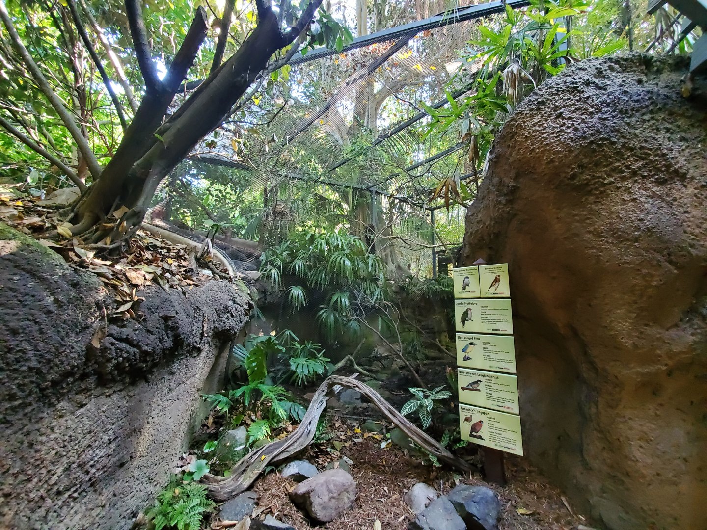 Sep. 2019 - The Lost Forest - Tiger River - 6 Species Aviary