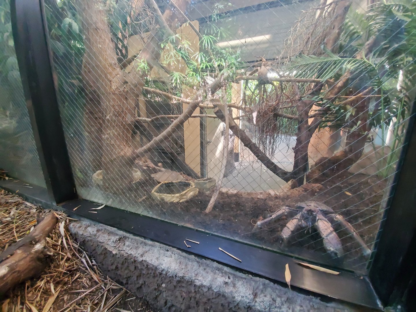 Sep. 2019 - The Lost Forest - Tiger River - Coconut Crab Exhibit