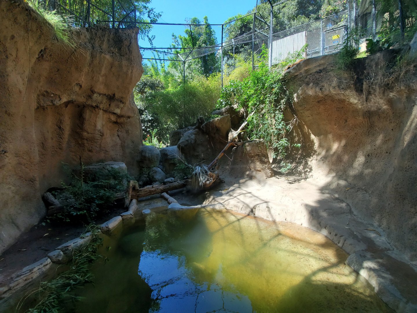 Sep. 2019 - The Lost Forest - Tiger River - First Malayan Tiger Exhibit
