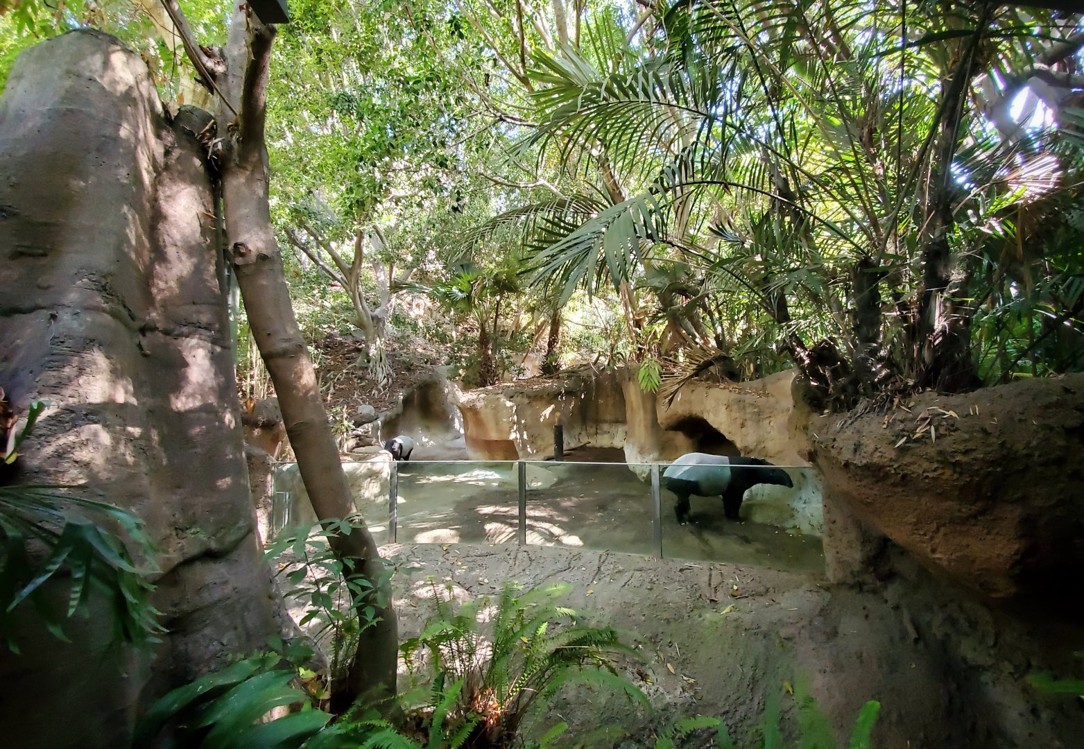 Sep. 2019 - The Lost Forest - Tiger River - Malayan Tapir Exhibit