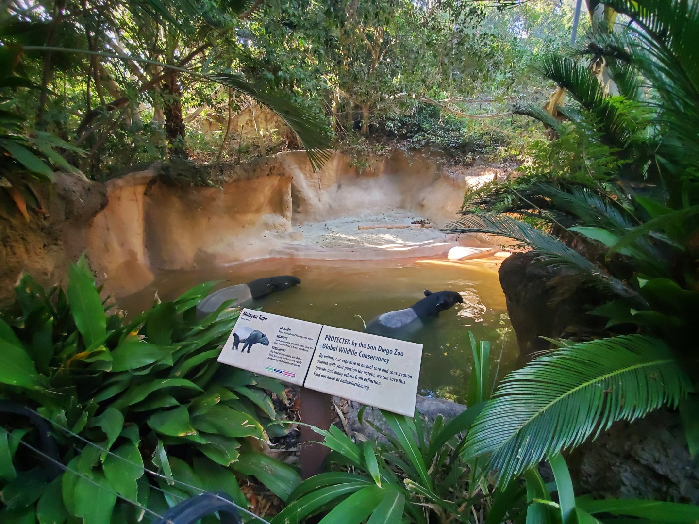 Sep. 2019 - The Lost Forest - Tiger River - Mayalan Tapir Exhibit