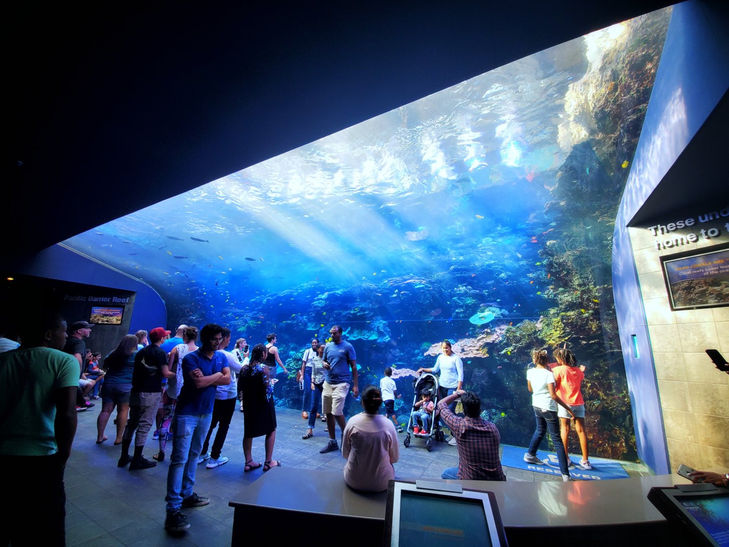 Sep. 2019 - Tropical Diver - Pacific Barrier Reef Tank