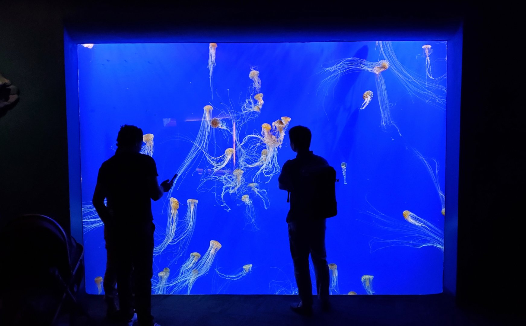 Sep. 2019 - Tropical Diver - Sea Nettle Tank