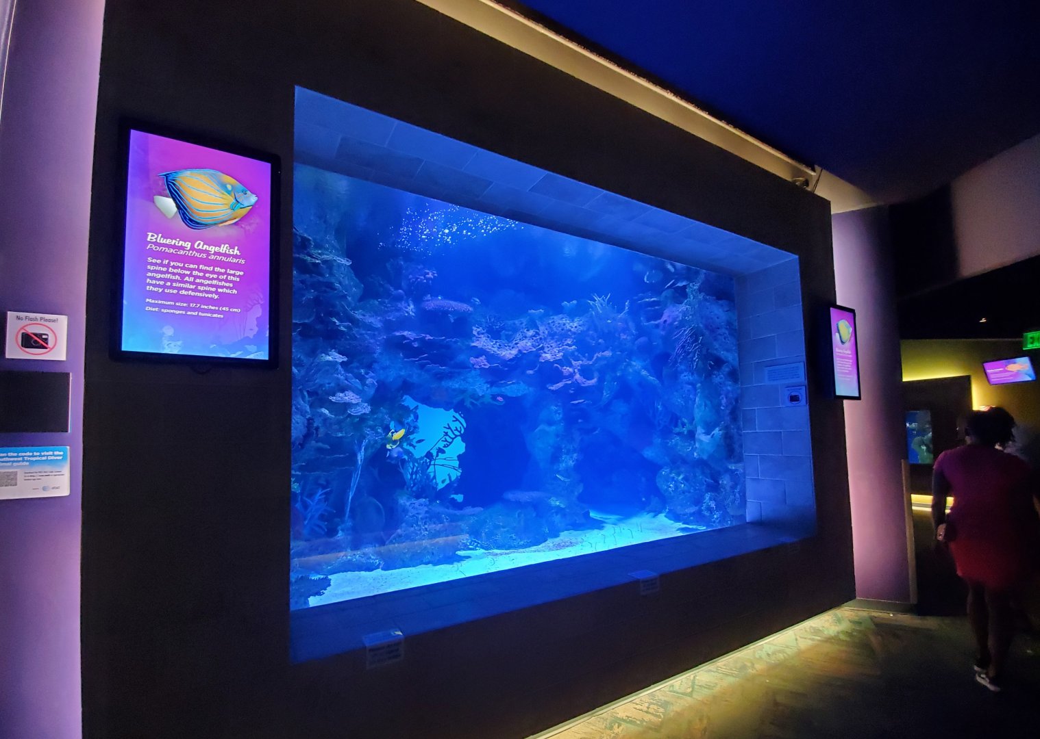 Sep. 2019 - Tropical Diver - Spotted Garden Eel + Others Tank