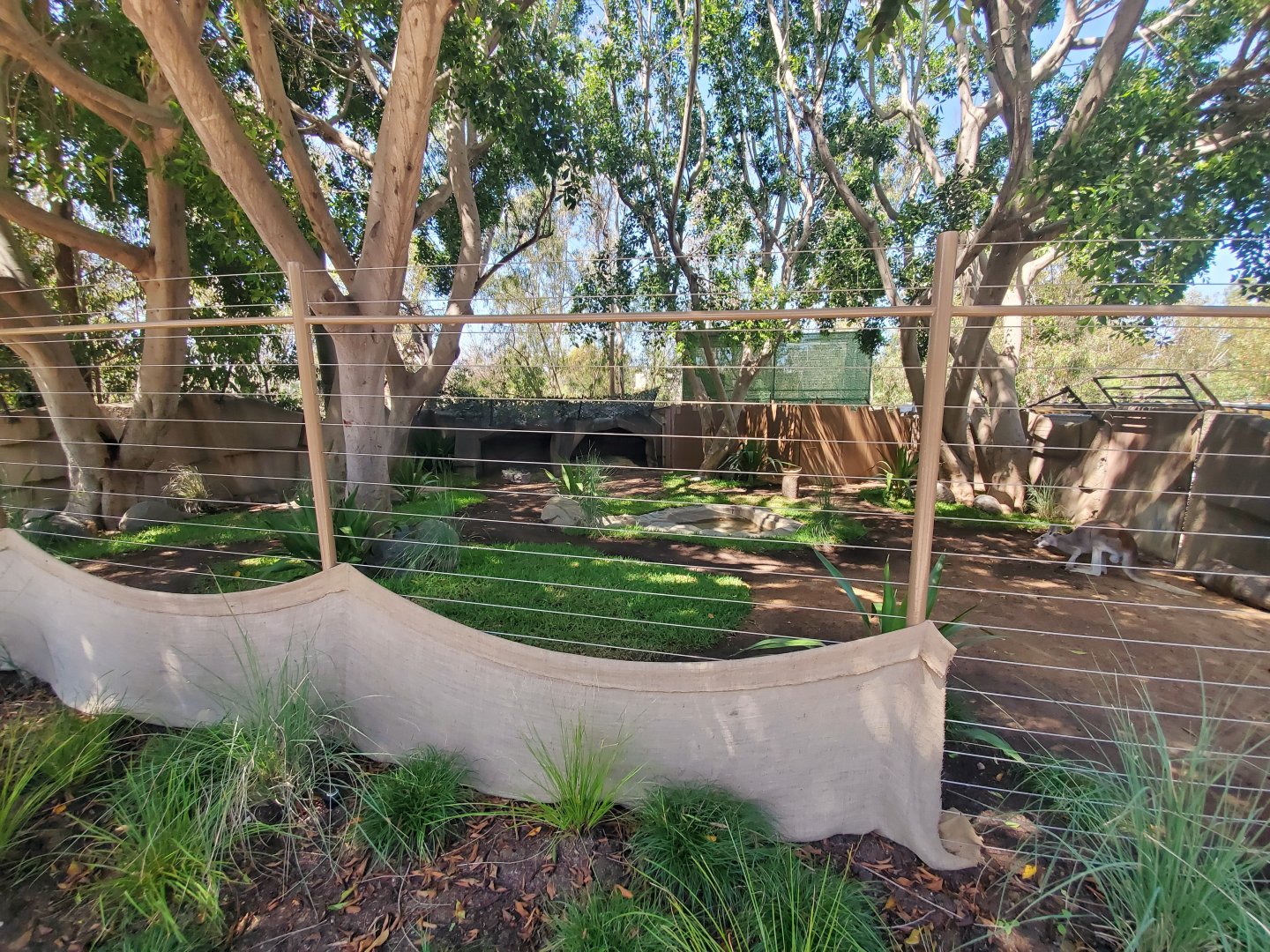 Sep. 2019 - Urban Jungle - Red Kangaroo Exhibit